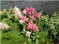 astilbe